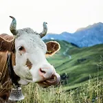 Alpenrose By Interhome Adelboden