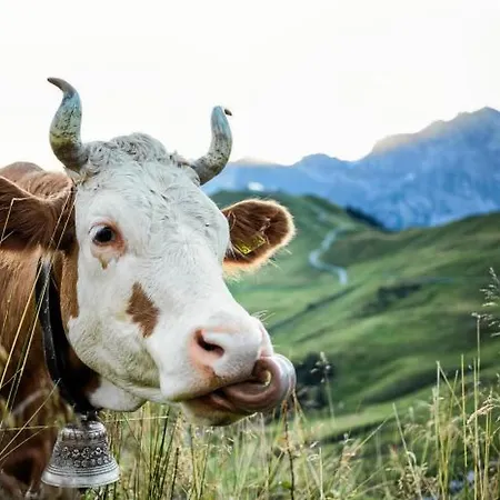 Alpenrose By Interhome Adelboden