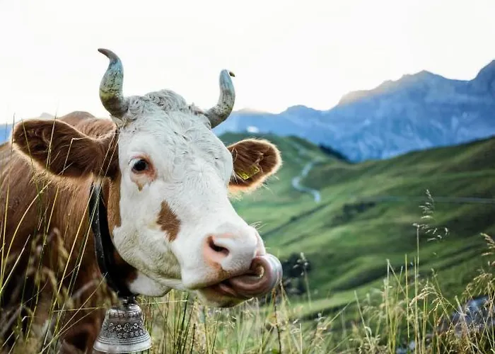 Alpenrose By Interhome Adelboden